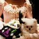 Image for article titled Westminster Dog Show Officials Think Sad, Mongrel Dogs Are a Total Bummer